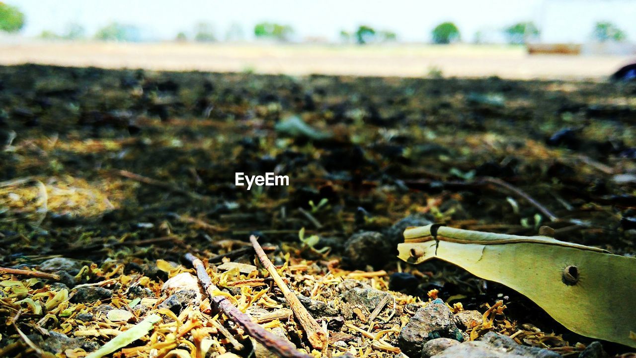 CLOSE-UP OF DEAD PLANTS ON FIELD