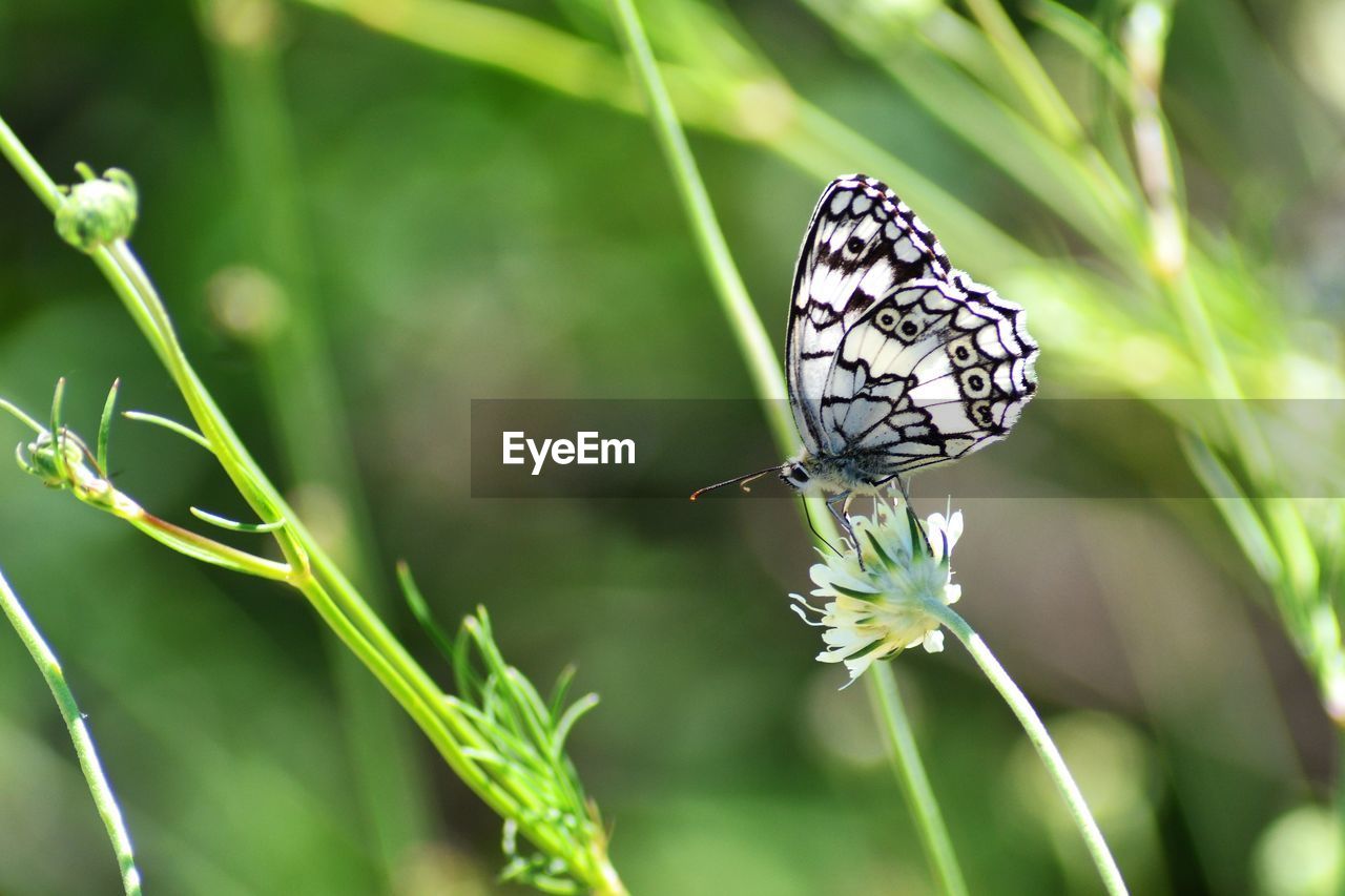 Butterfly on flower