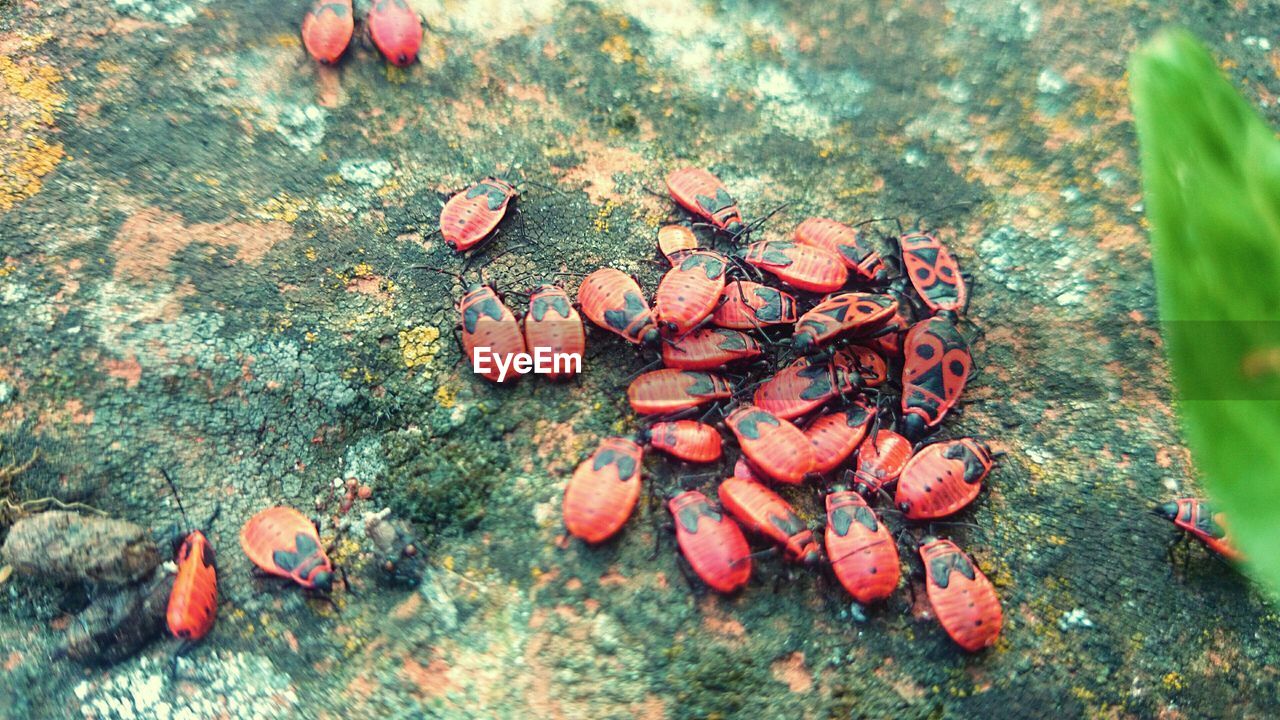 Group of bugs on rock