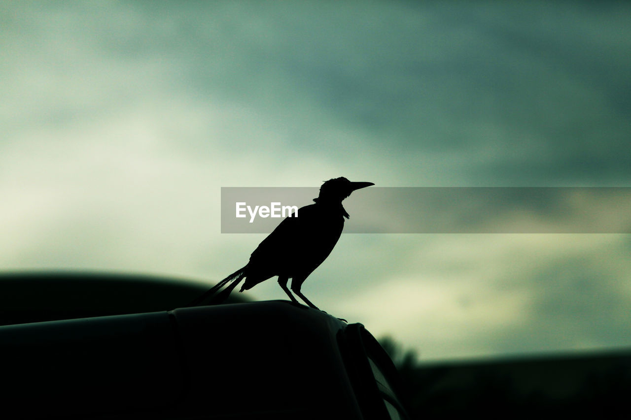 CLOSE-UP OF BIRD PERCHING AGAINST SKY