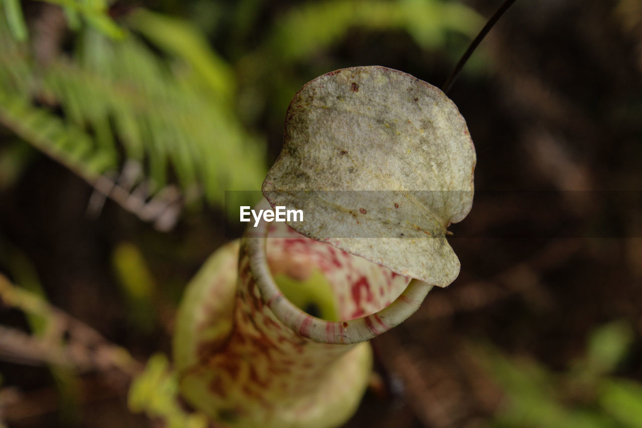 Carnivorus plant nepenthes eustachya eating small bug