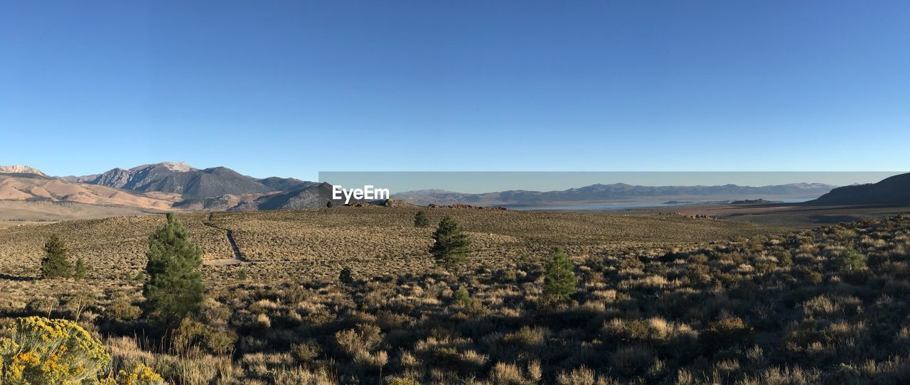 Scenic view of field against clear blue sky