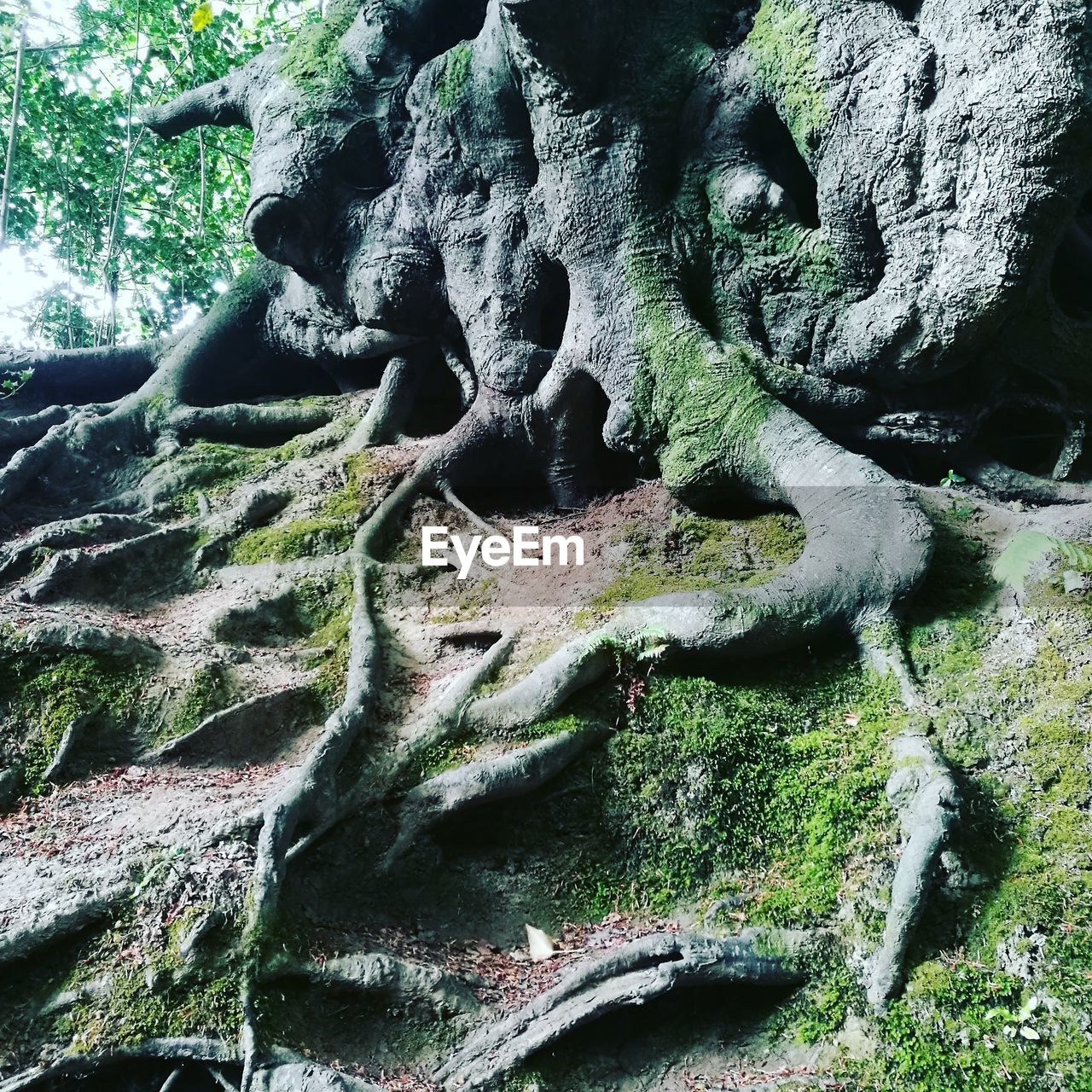 CLOSE-UP OF MOSS TREE