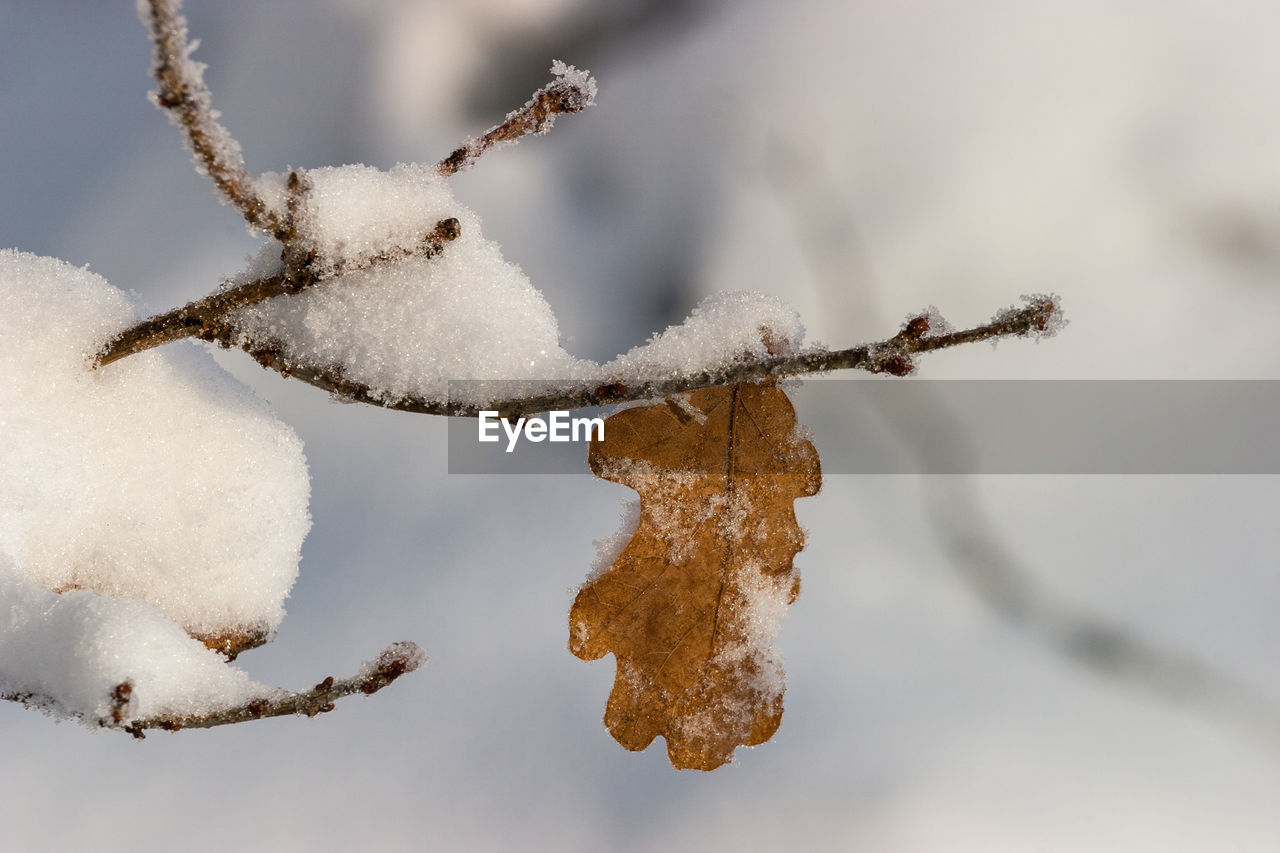 CLOSE-UP OF FROZEN PLANT ON SNOW