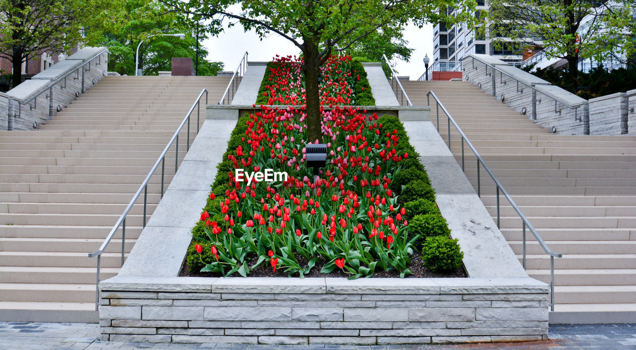 Plants on steps