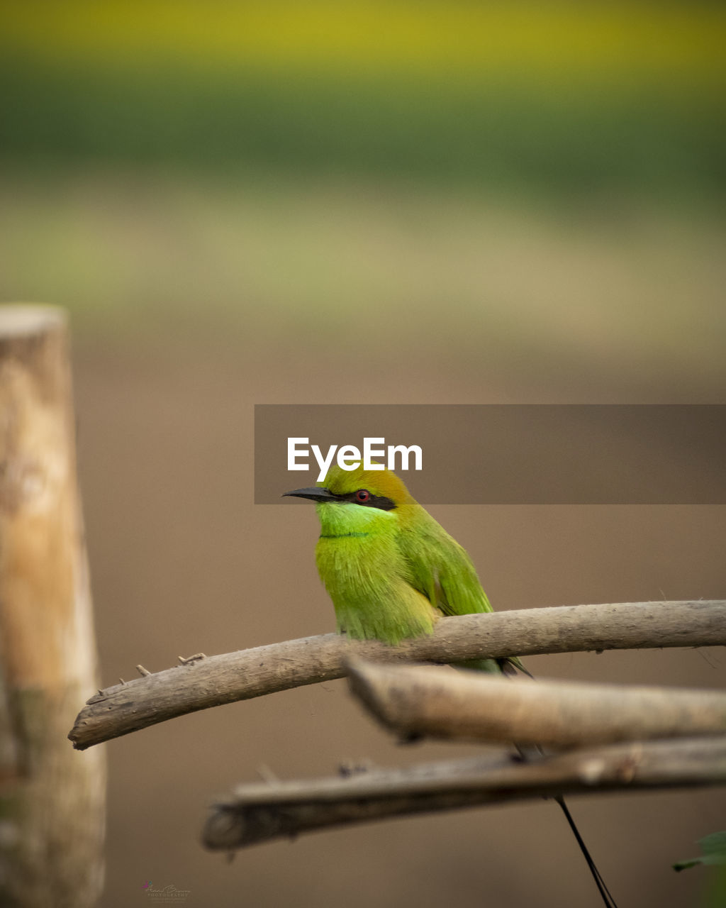 Close-up of bird perching on leaf