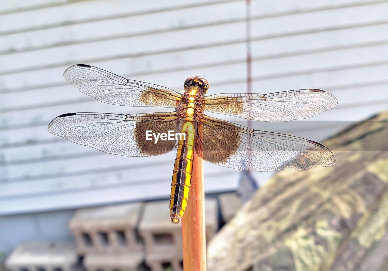 CLOSE-UP OF DRAGONFLY FLYING OVER TWIG