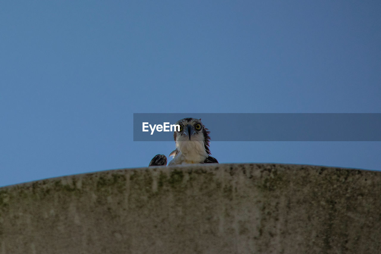 Low angle view of osprey against clear blue sky