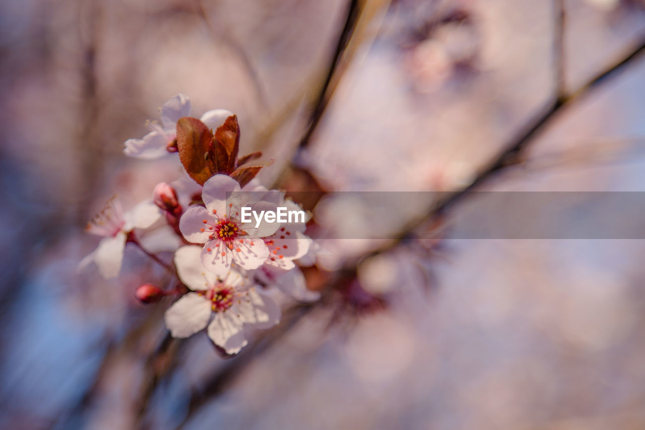 CLOSE-UP OF WHITE FLOWERS BLOOMING IN PARK