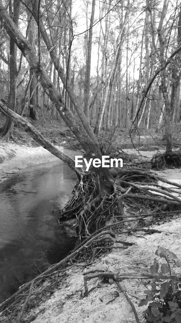 BARE TREES IN THE FOREST