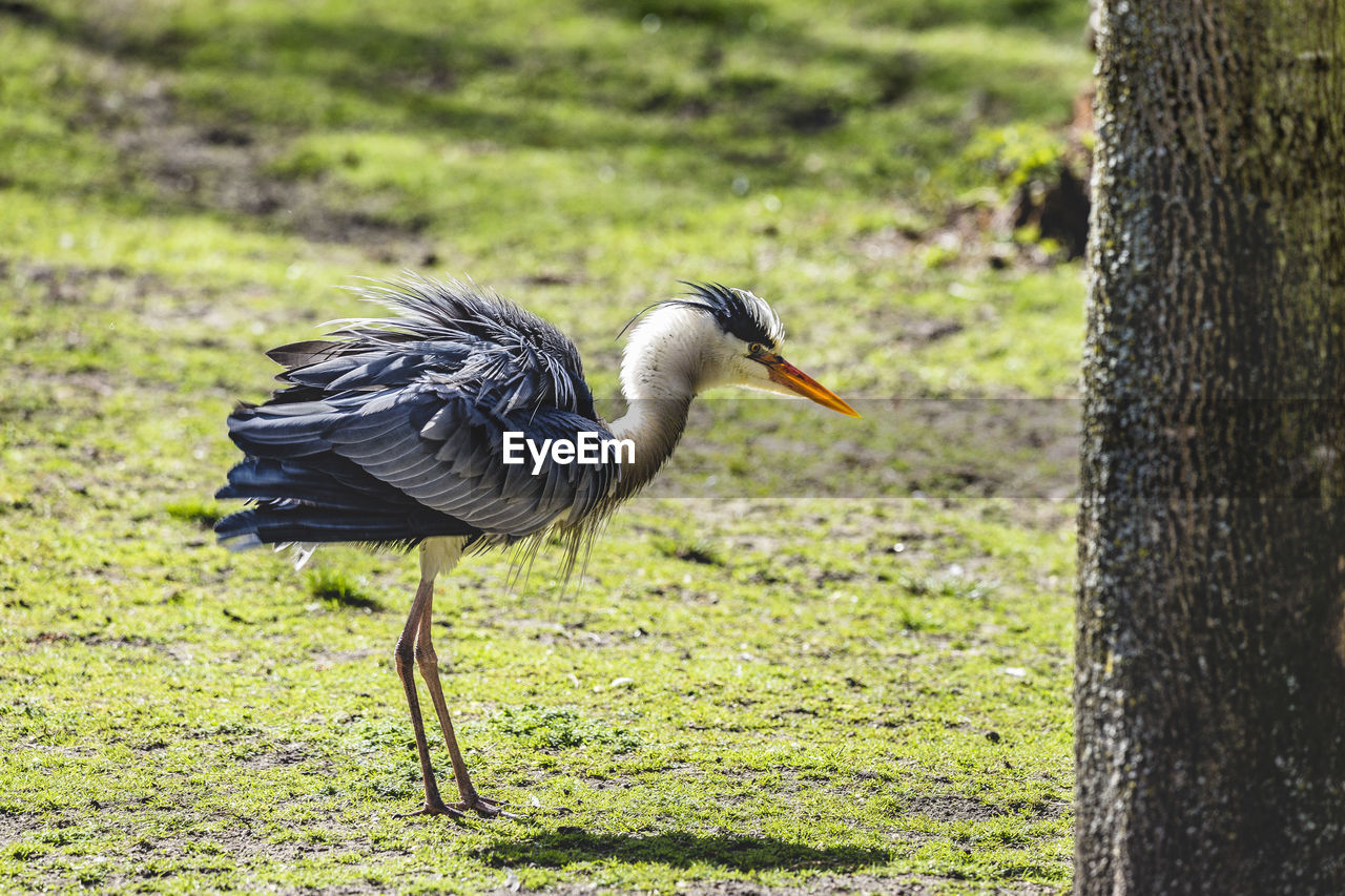 Heron on field during sunny day