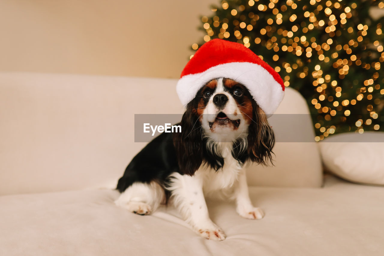 Cute little dog pet on the sofa in a decorated room on christmas holiday