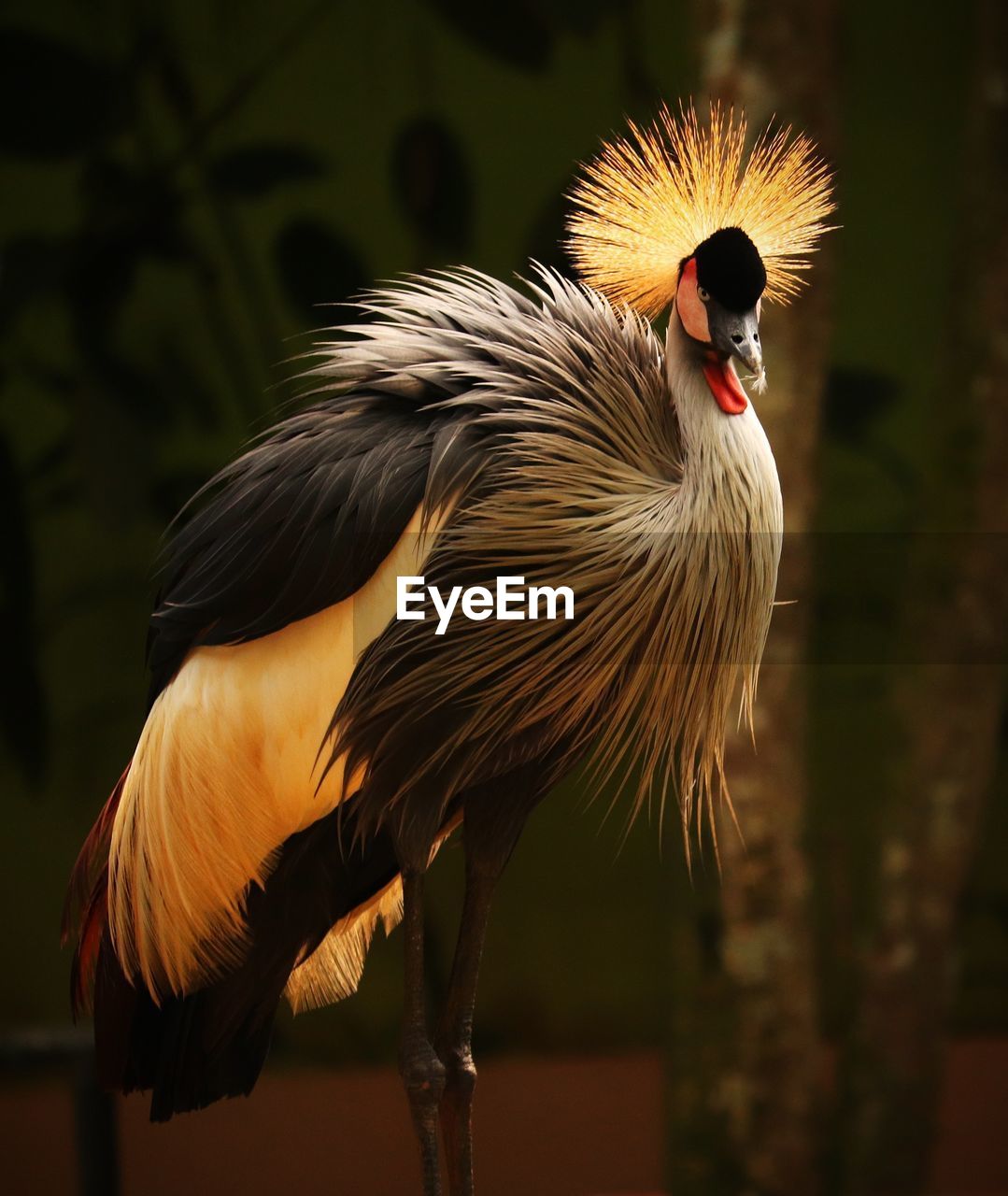 Close-up of grey crowned crane during sunset