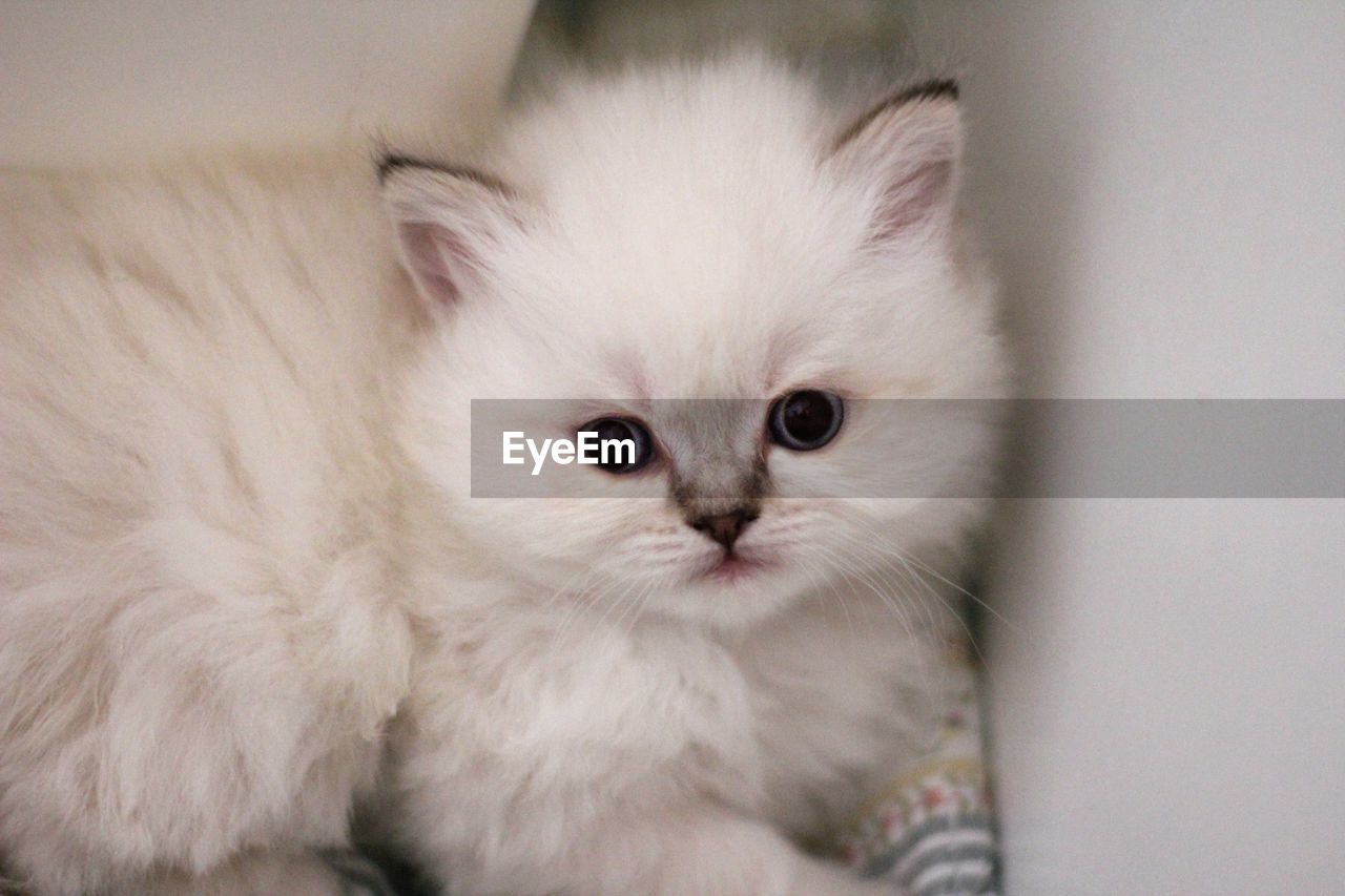 Close-up portrait of british longhaired kitten 