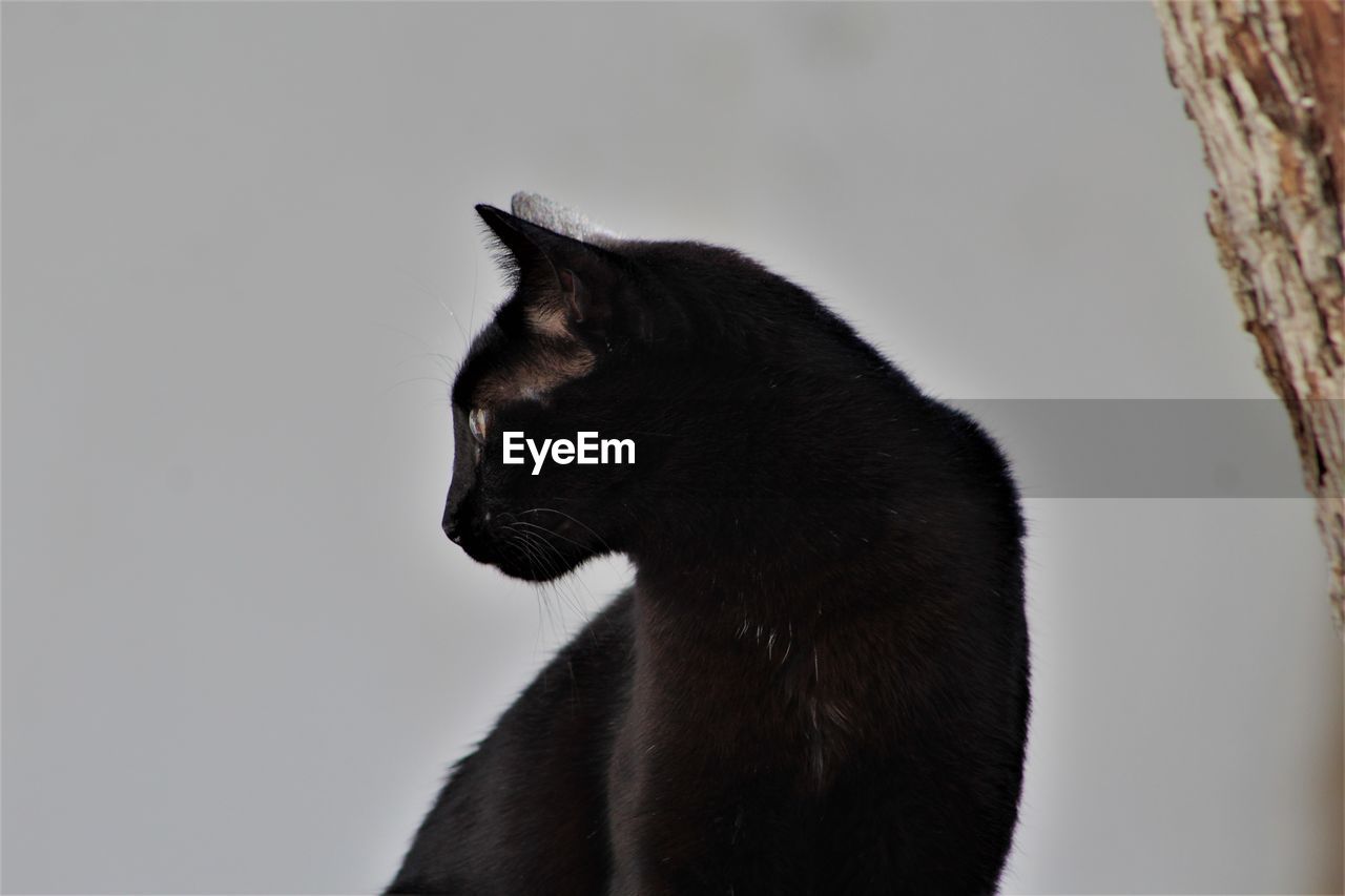 animal themes, animal, one animal, mammal, black, cat, whiskers, black cat, domestic animals, pet, no people, feline, small to medium-sized cats, felidae, animal wildlife, carnivore, domestic cat, looking, side view, animal body part, close-up