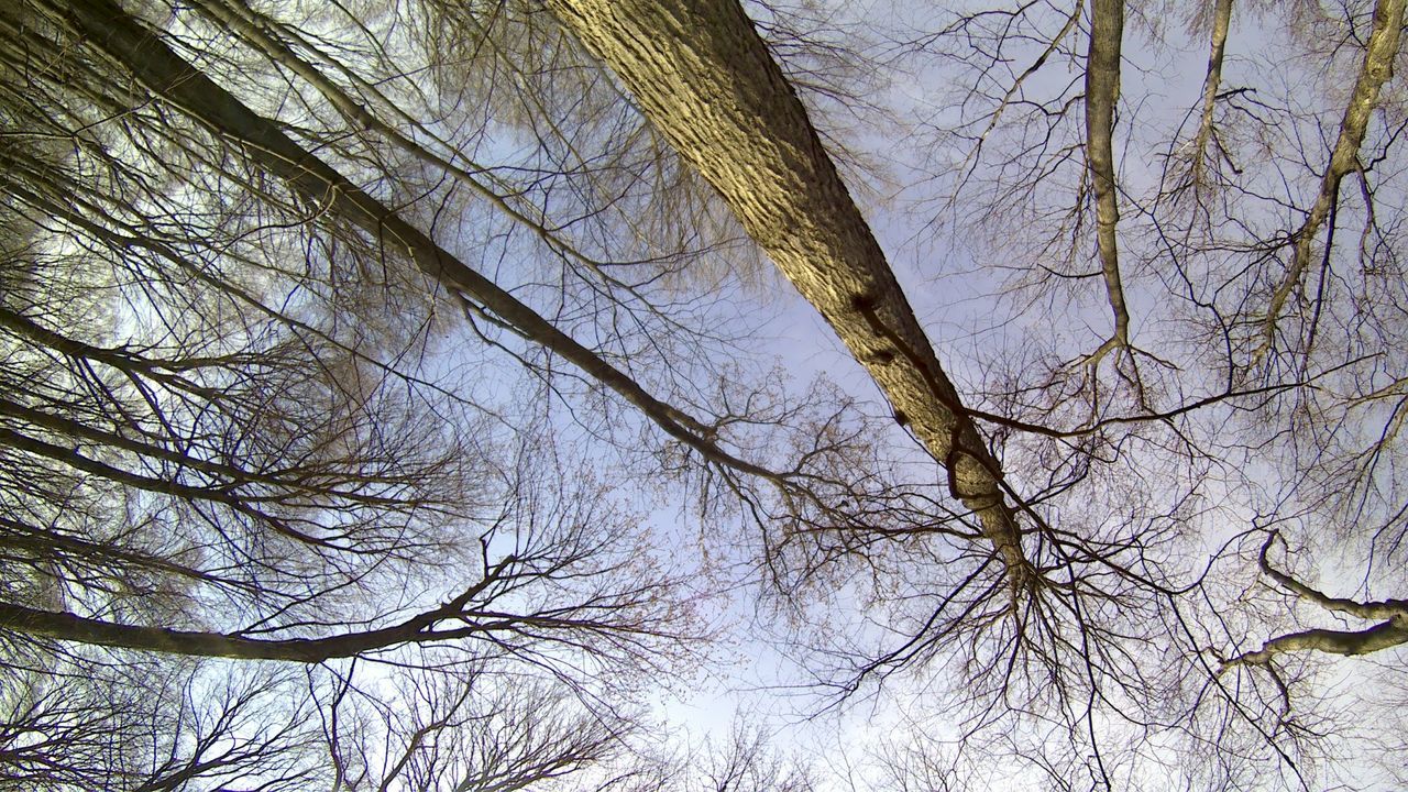 LOW ANGLE VIEW OF BARE TREE AGAINST THE SKY