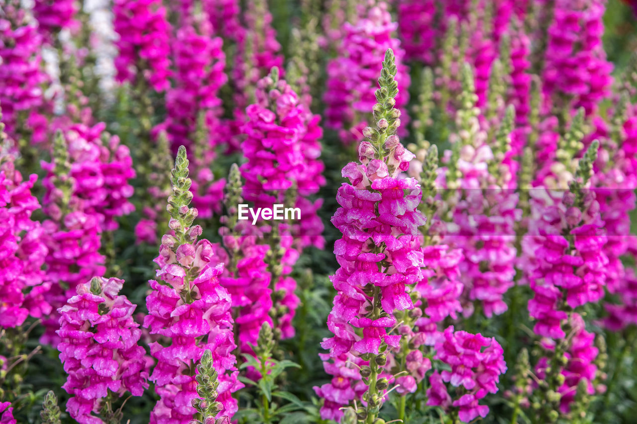 CLOSE-UP OF PINK FLOWERS BLOOMING