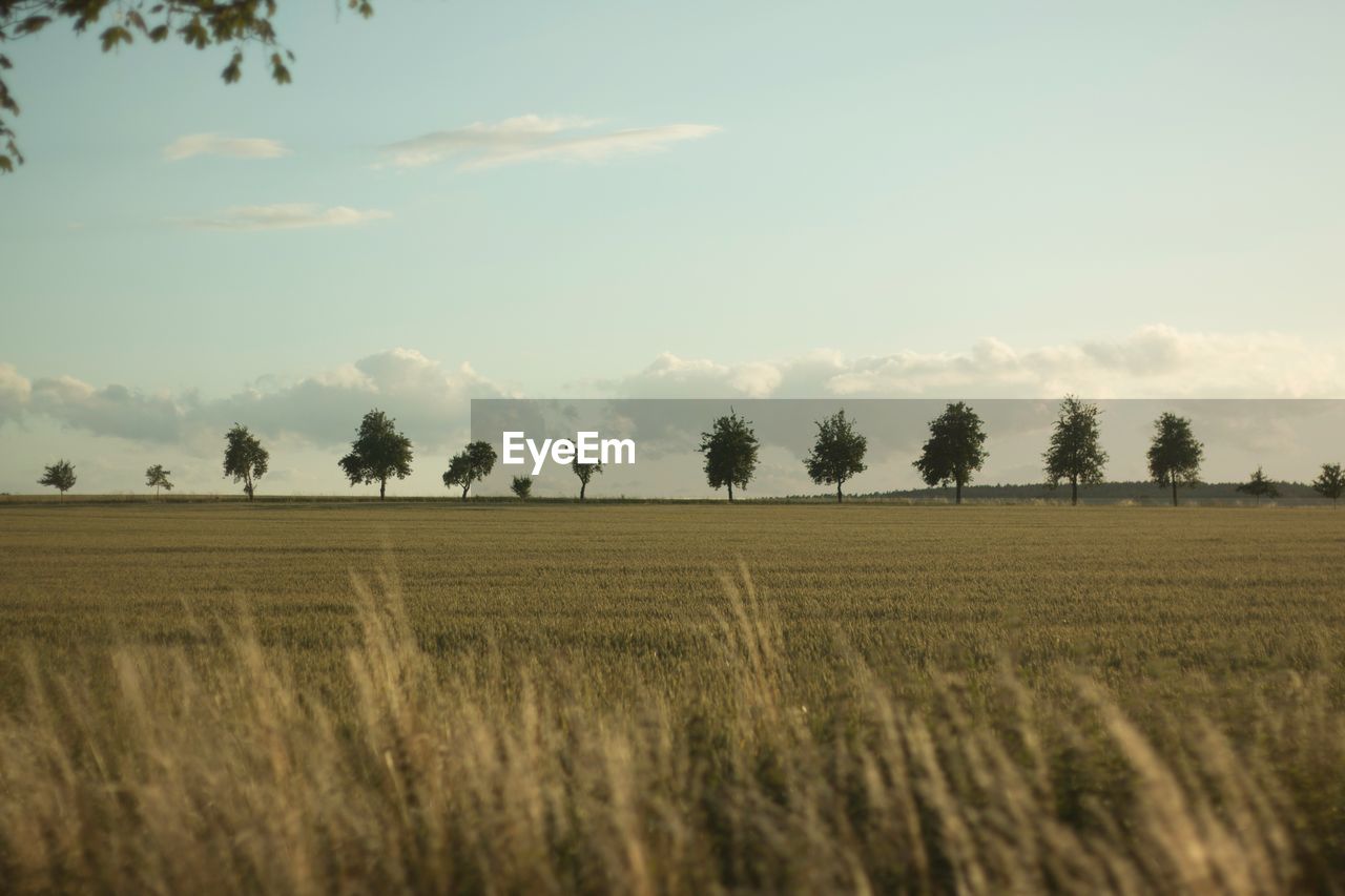 SCENIC VIEW OF FARM AGAINST SKY