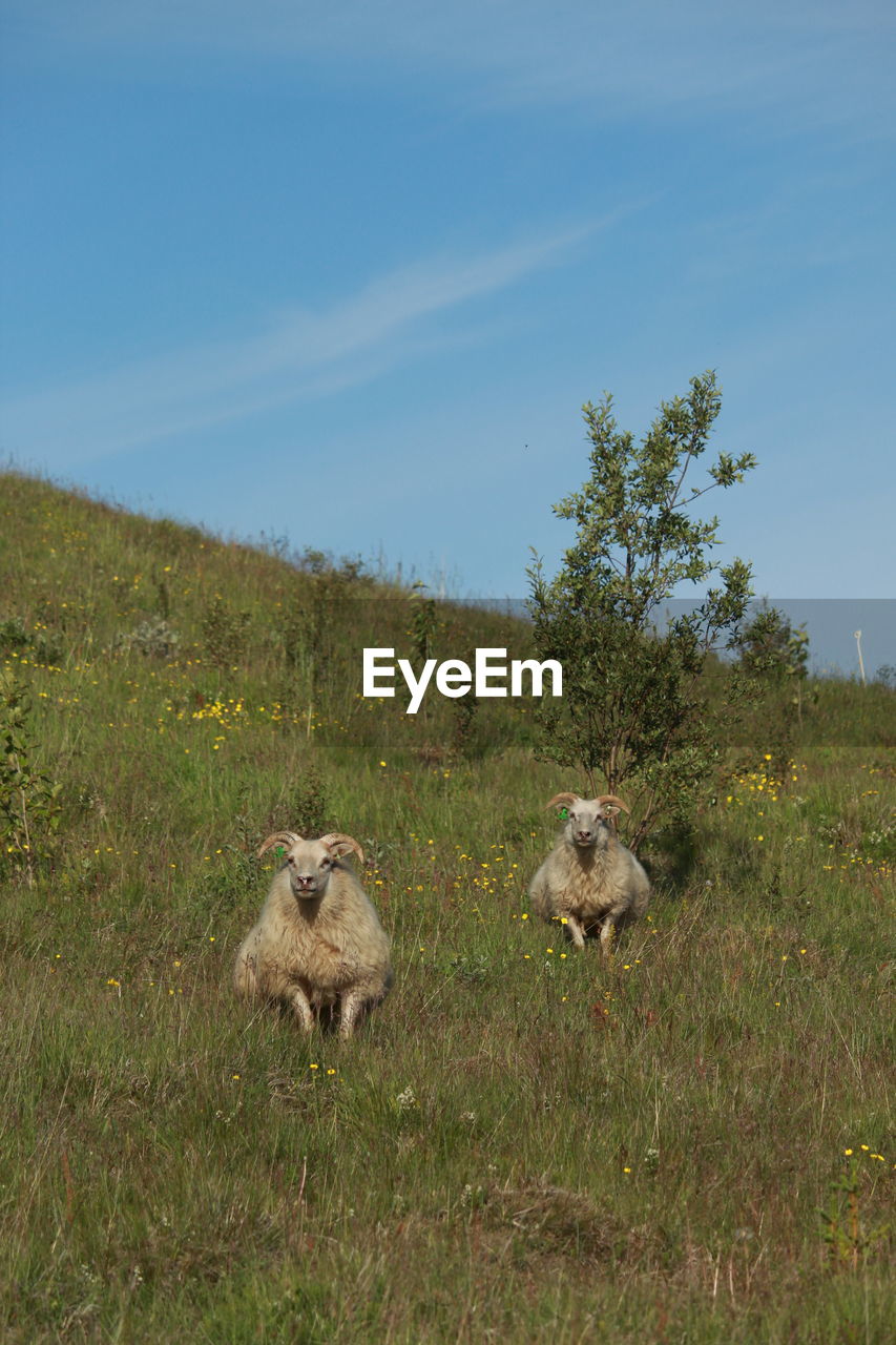 SHEEP ON FIELD