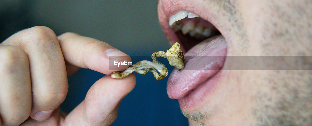 Strains of psilocybin mushrooms close-up