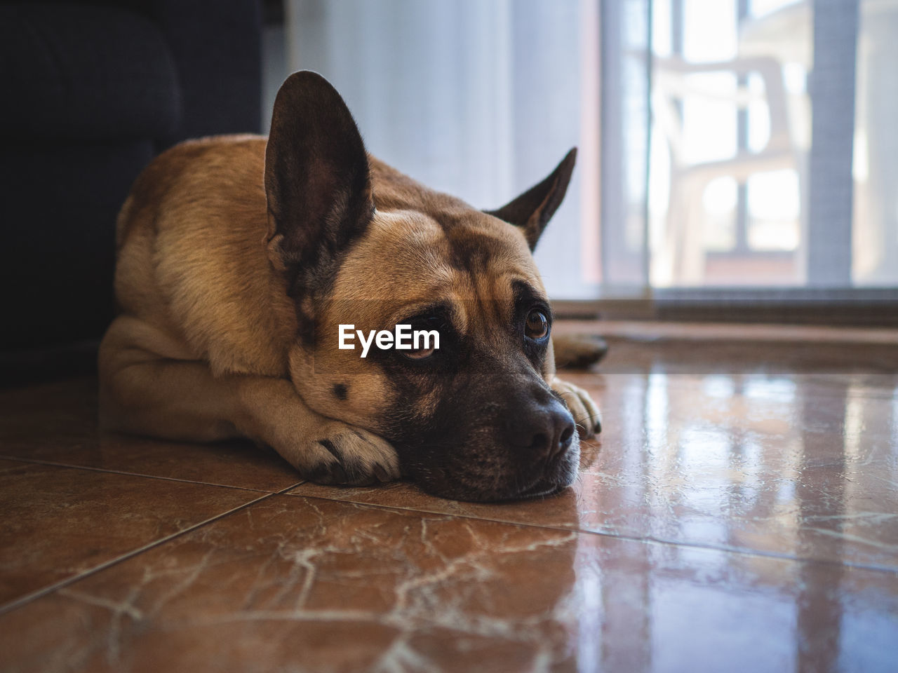 Close-up portrait of a dog resting on tiled floor