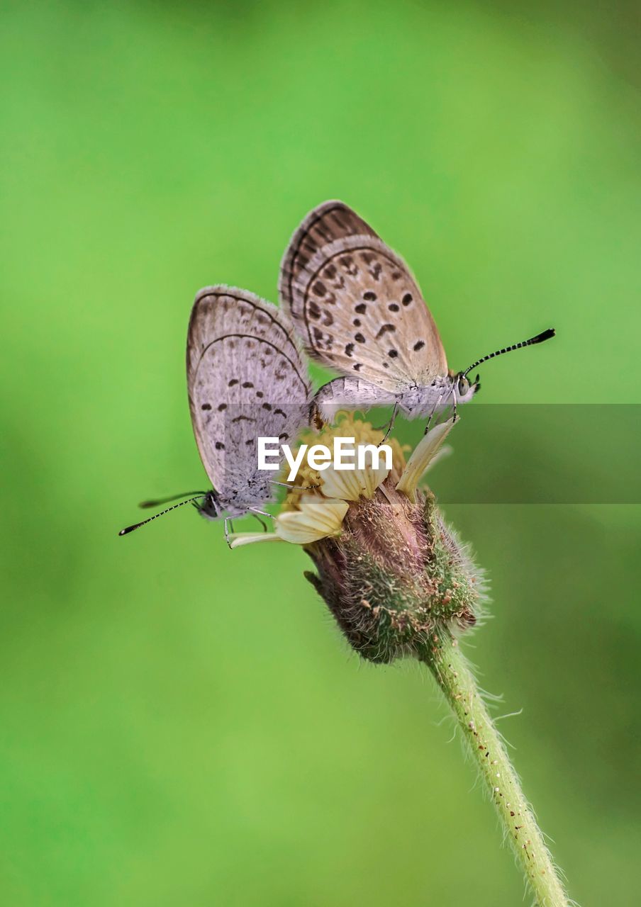 BUTTERFLY POLLINATING ON FLOWER