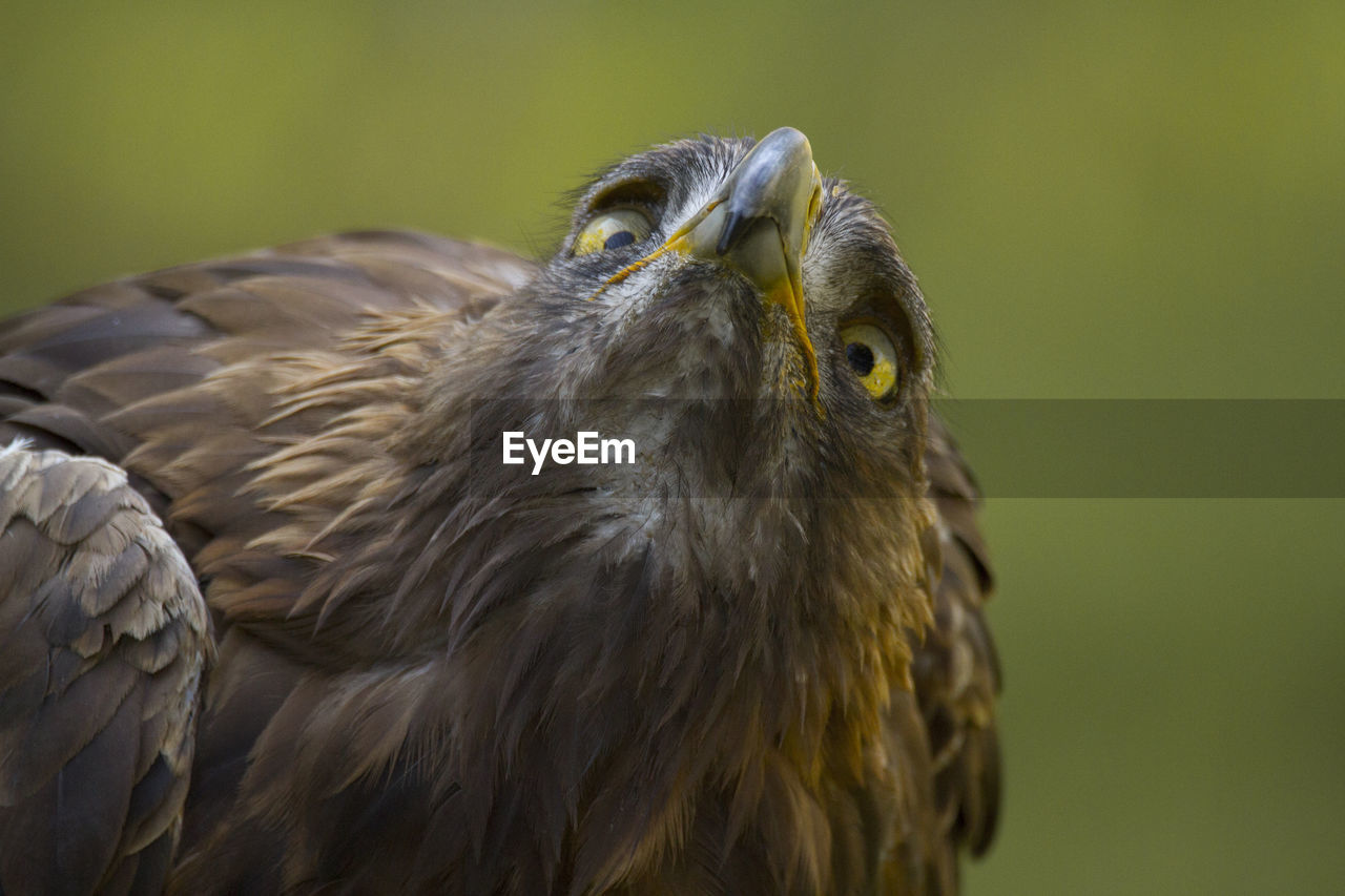 CLOSE-UP PORTRAIT OF EAGLE AGAINST GREEN BACKGROUND
