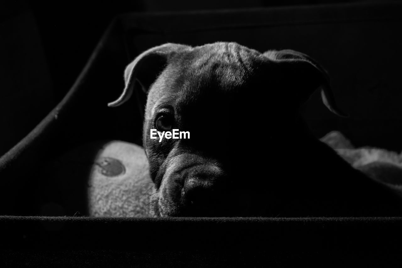Close-up portrait of dog in darkroom