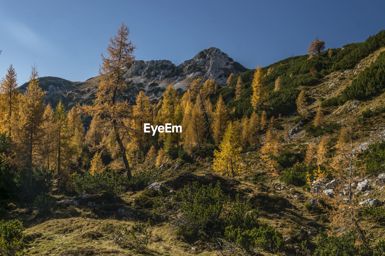 Low angle view of trees on mountain against sky