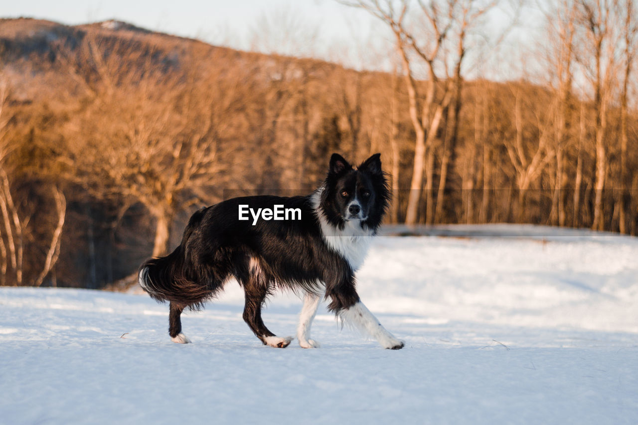 Dog standing on snow covered land