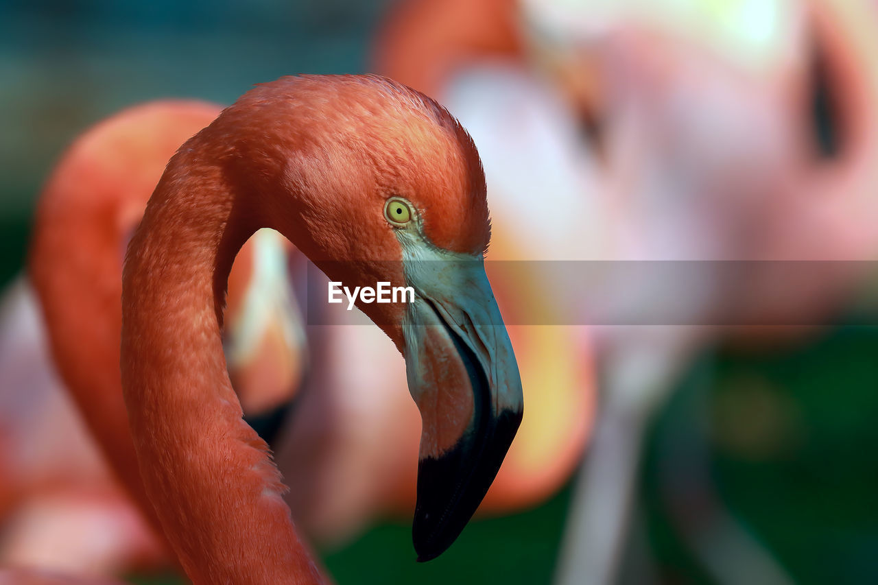 Close-up of flamingo