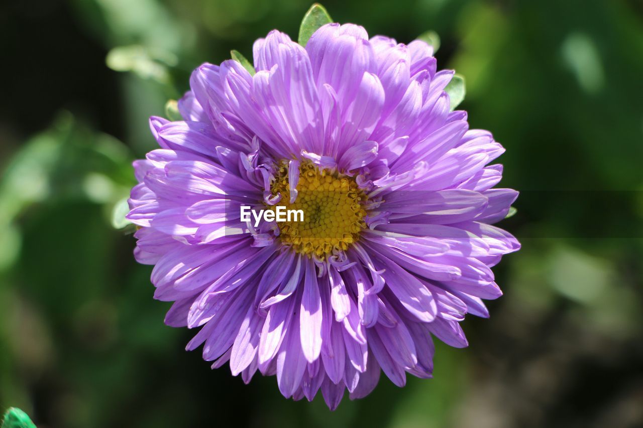 Close-up of flower blooming outdoors