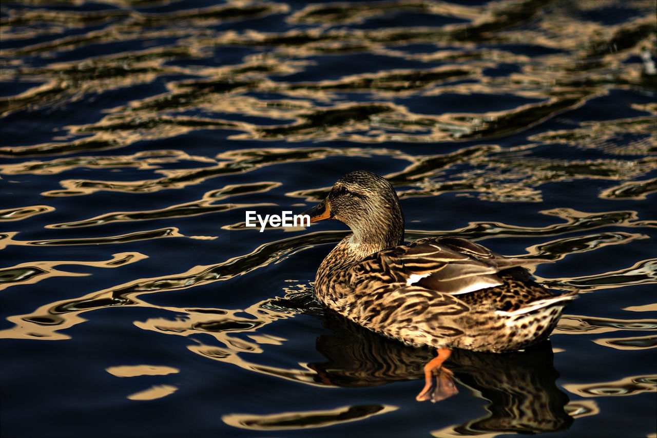 CLOSE-UP OF MALLARD DUCK SWIMMING IN LAKE