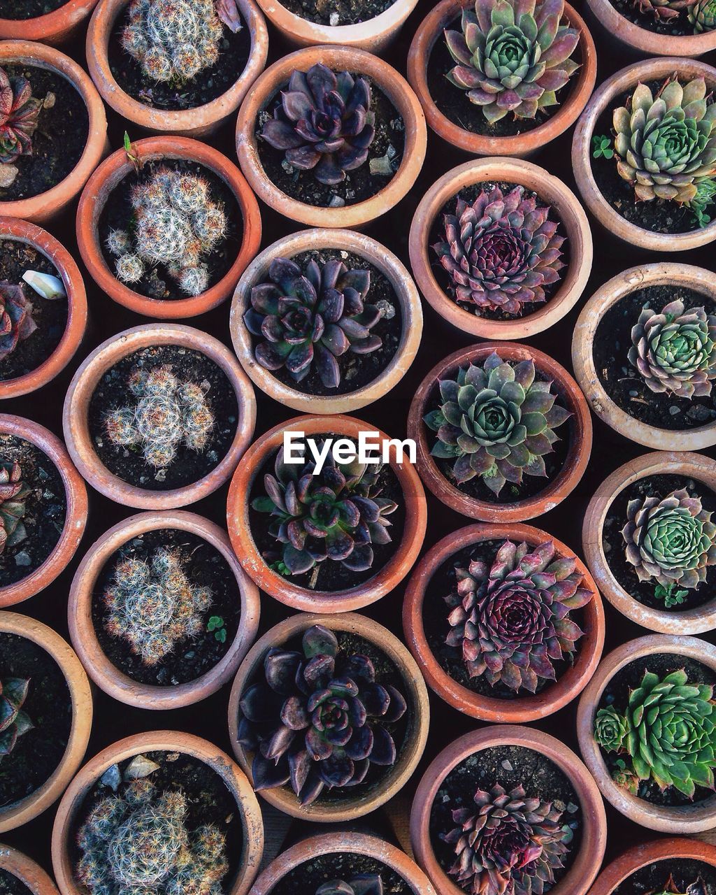 Full frame shot of potted succulent plants