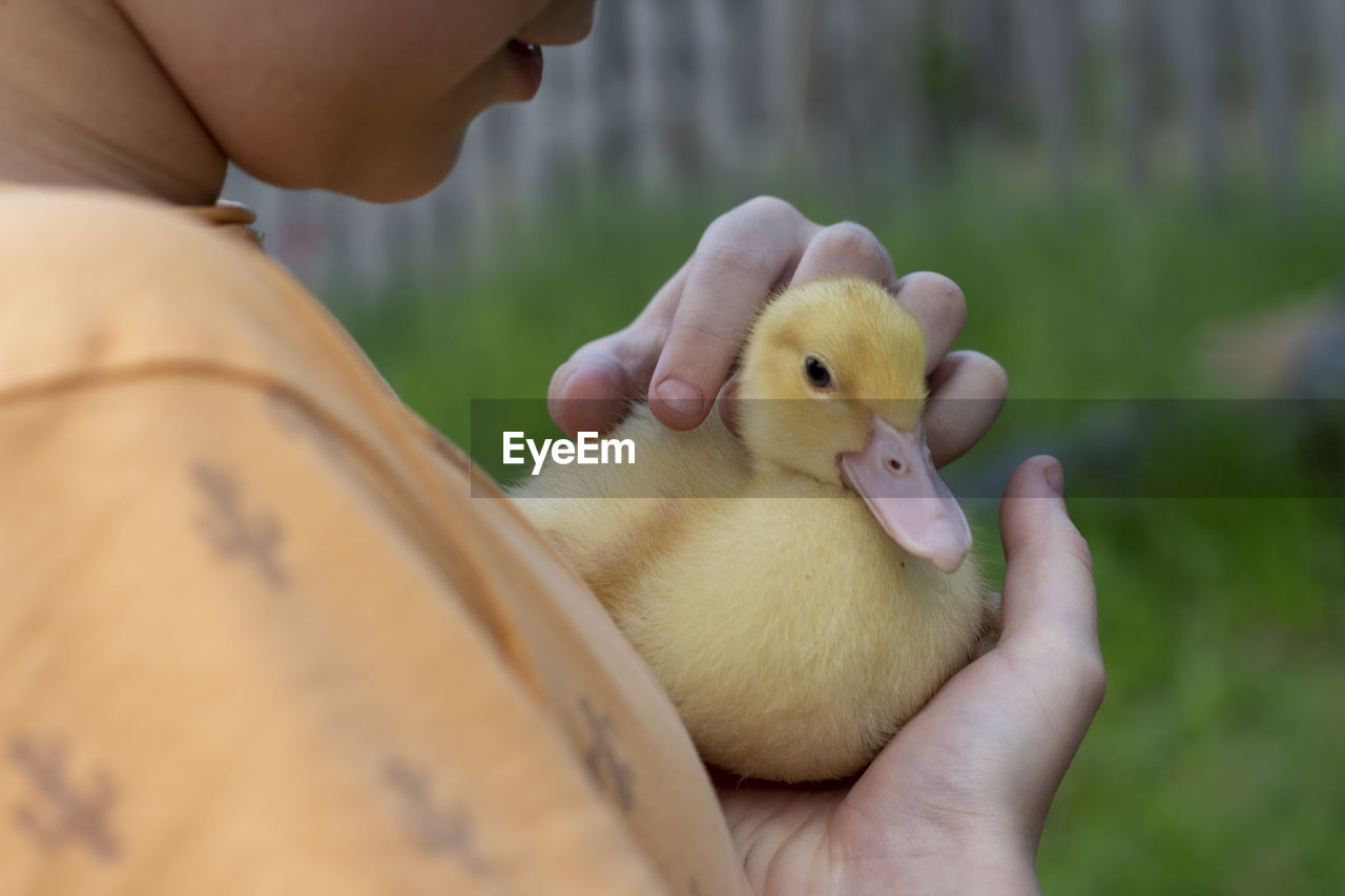 Boy smiling with yellow ducklings on the grass close-up view