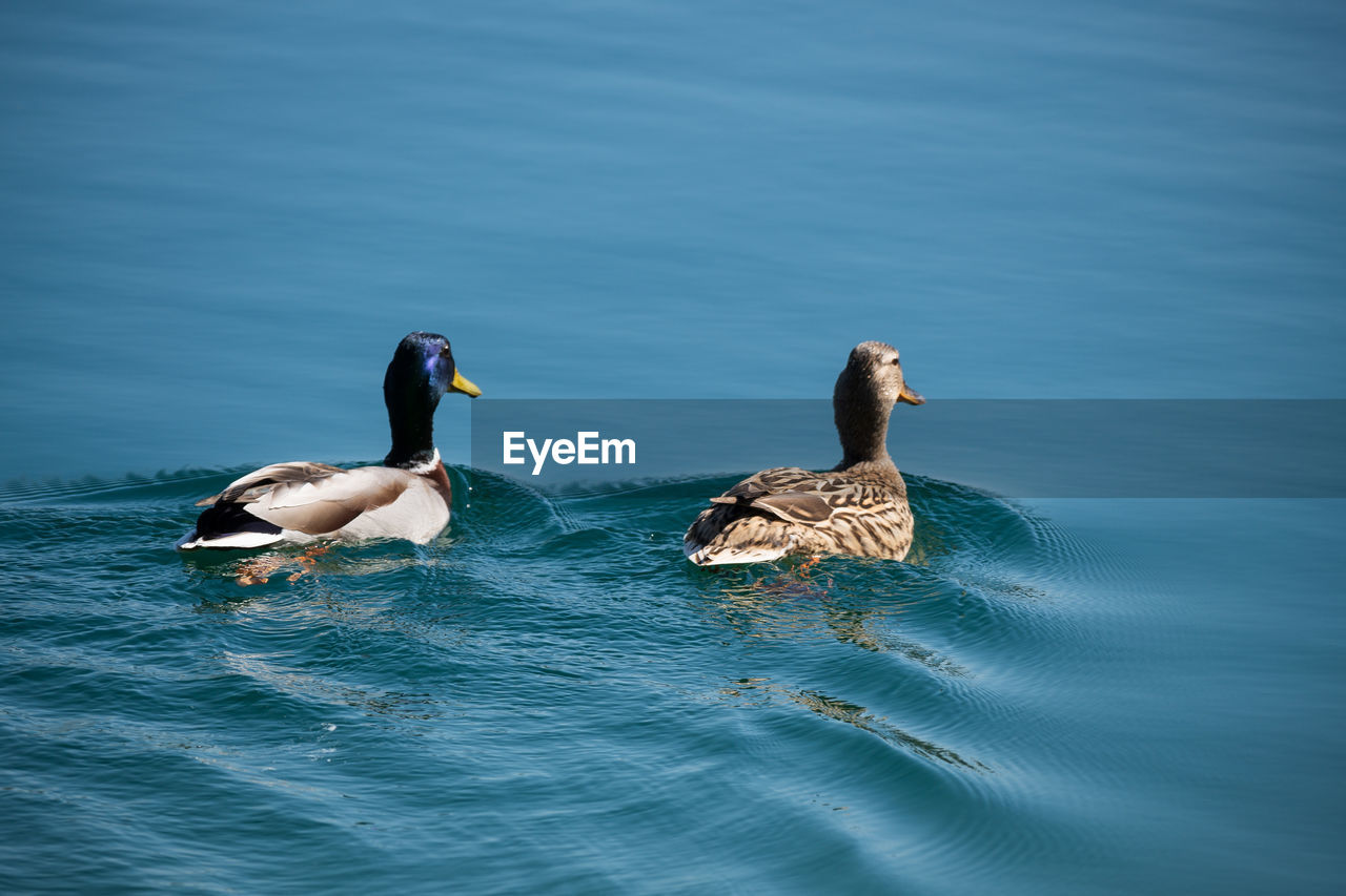 Ducks swimming in lake