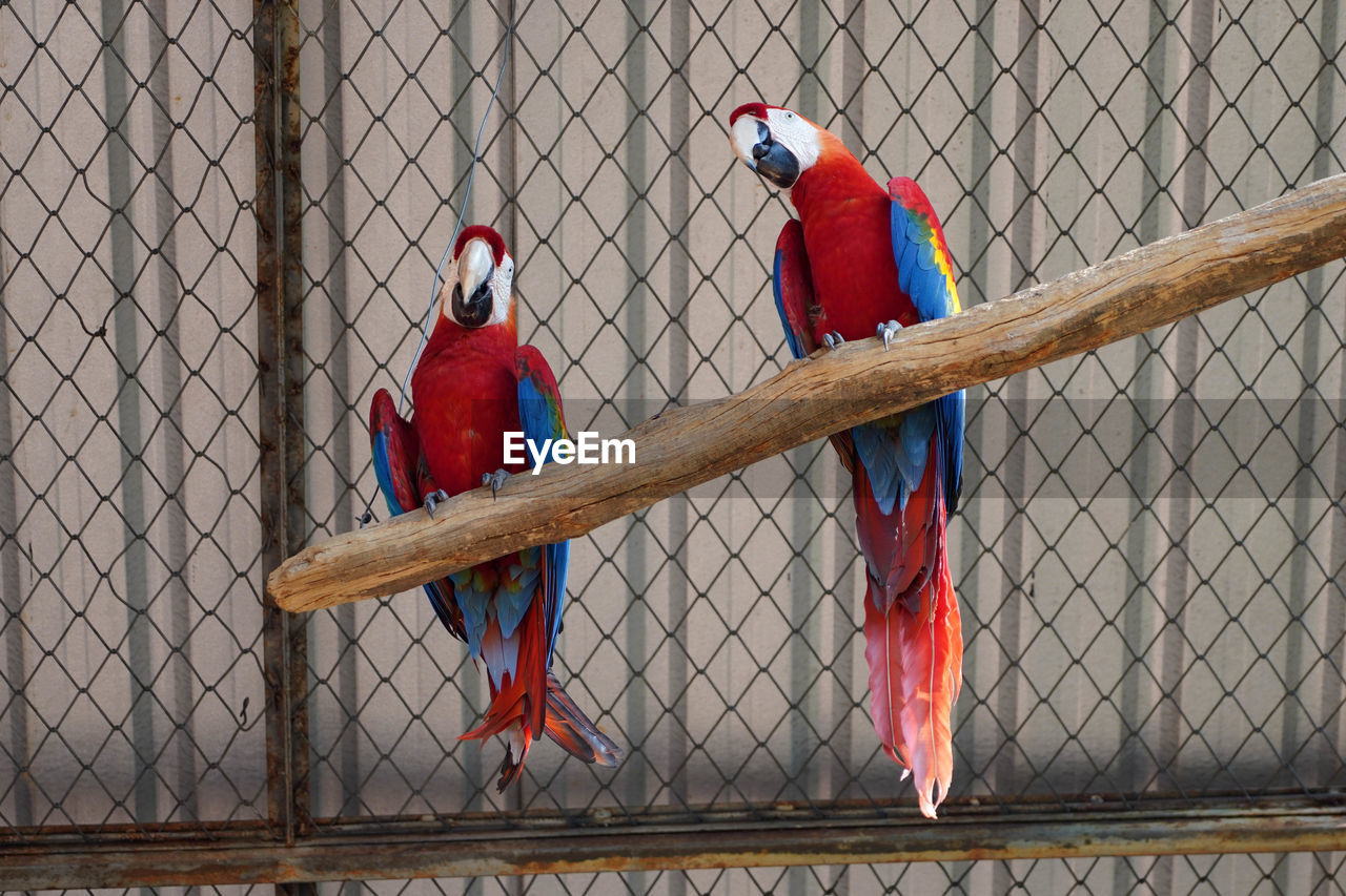 A pair of red-and-green macaws in captivity in the zoo