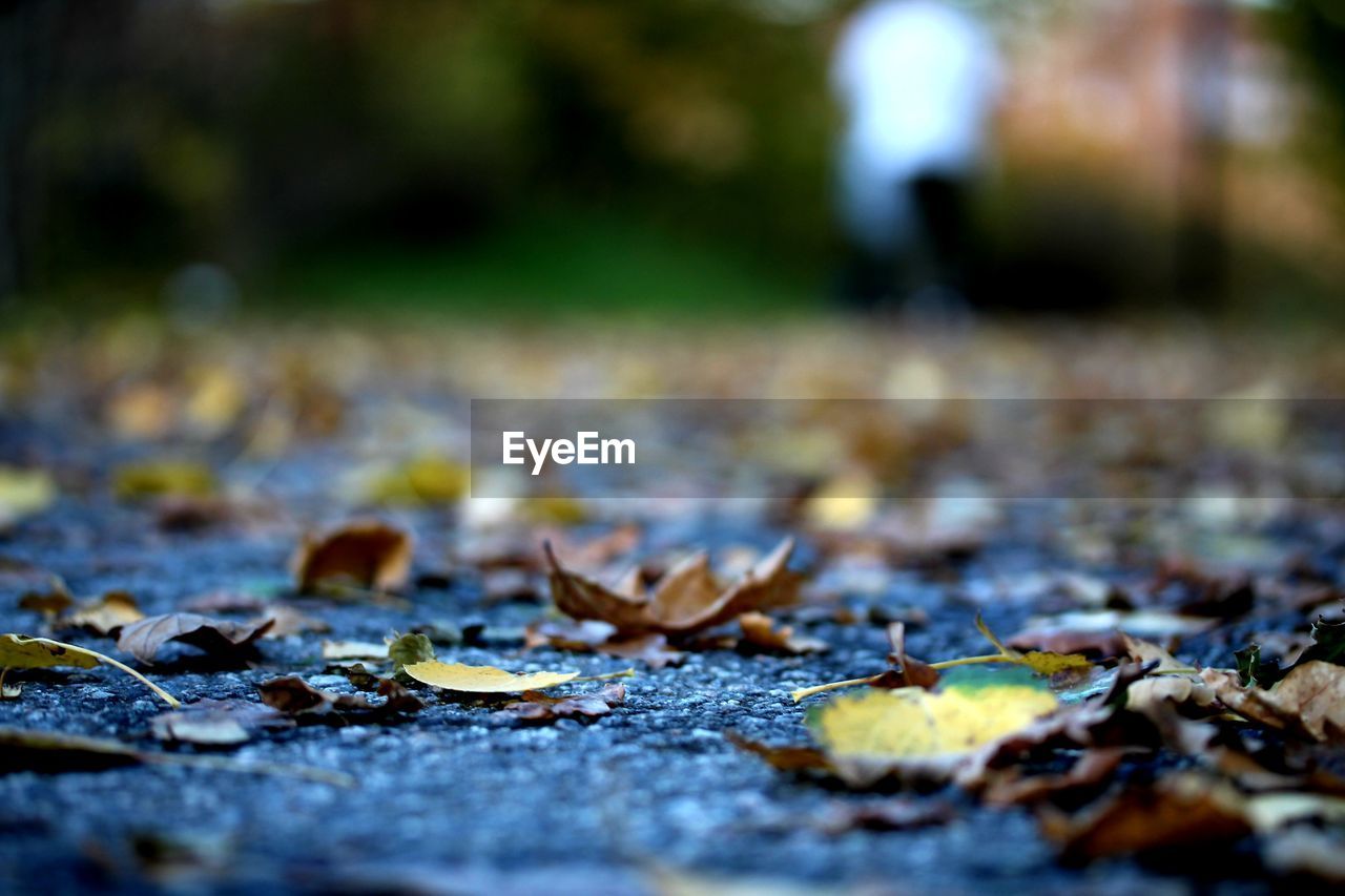 CLOSE-UP OF FALLEN LEAVES ON STREET