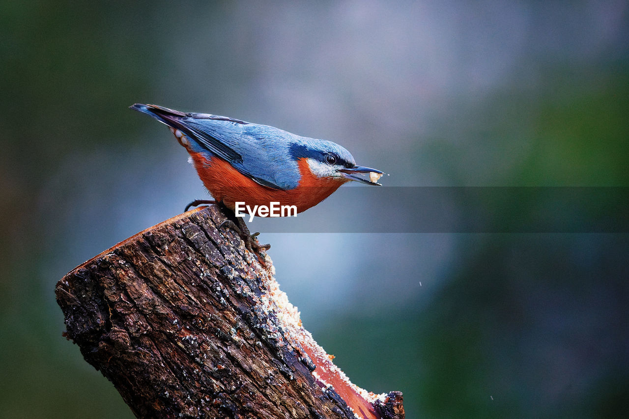 bird, nature, animal themes, animal wildlife, animal, wildlife, one animal, perching, beak, close-up, blue, tree, focus on foreground, beauty in nature, multi colored, no people, wood, outdoors, branch, full length, songbird, side view, forest, environment, tropical bird, plant, rainforest, day, kingfisher