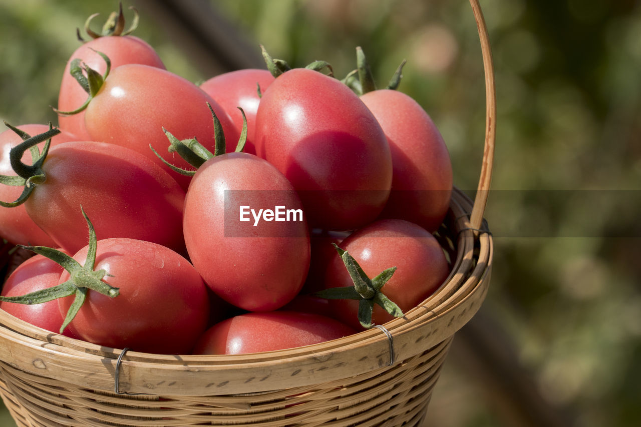 CLOSE-UP OF FRESH FRUITS IN BASKET