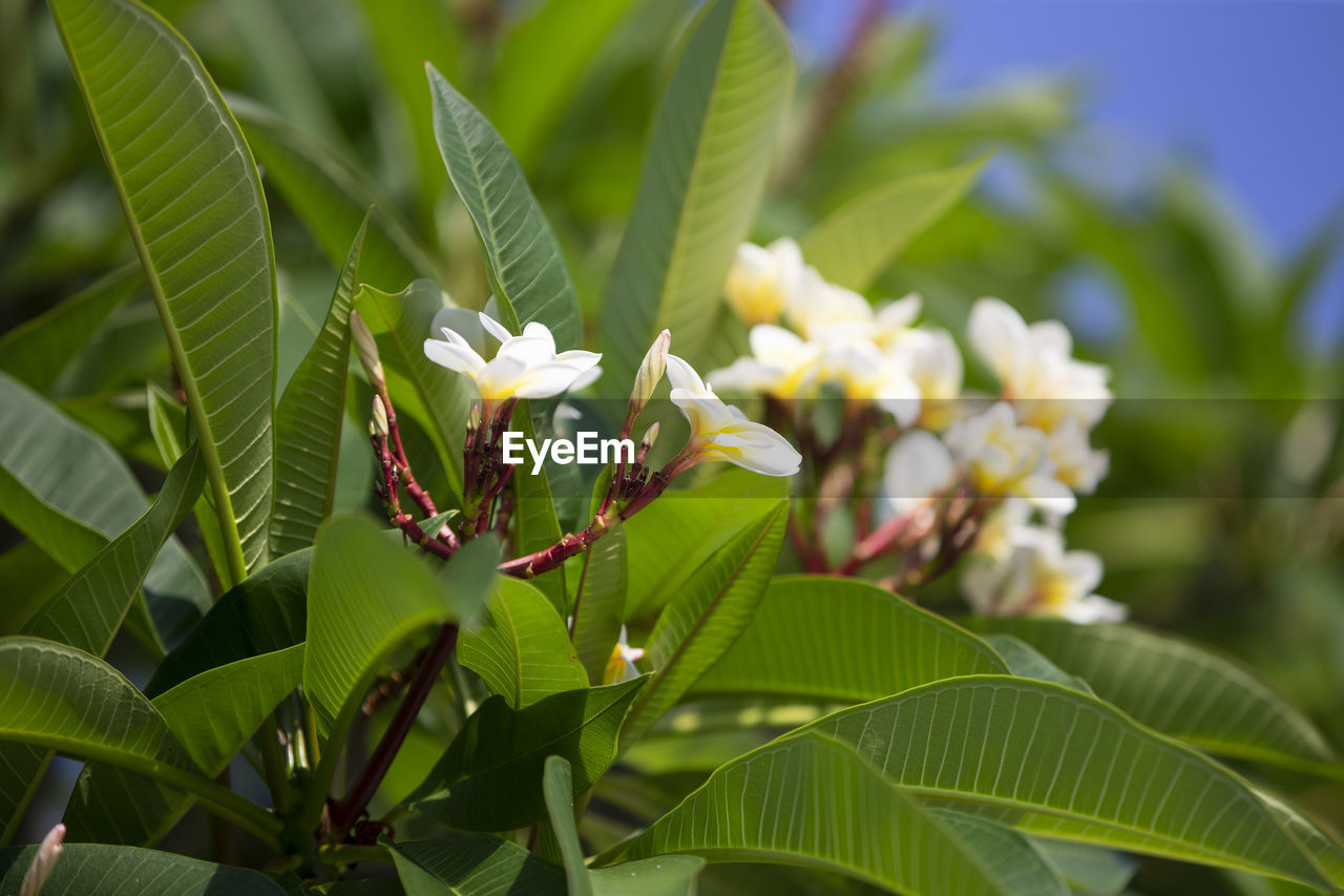CLOSE-UP OF WHITE FLOWERING PLANT