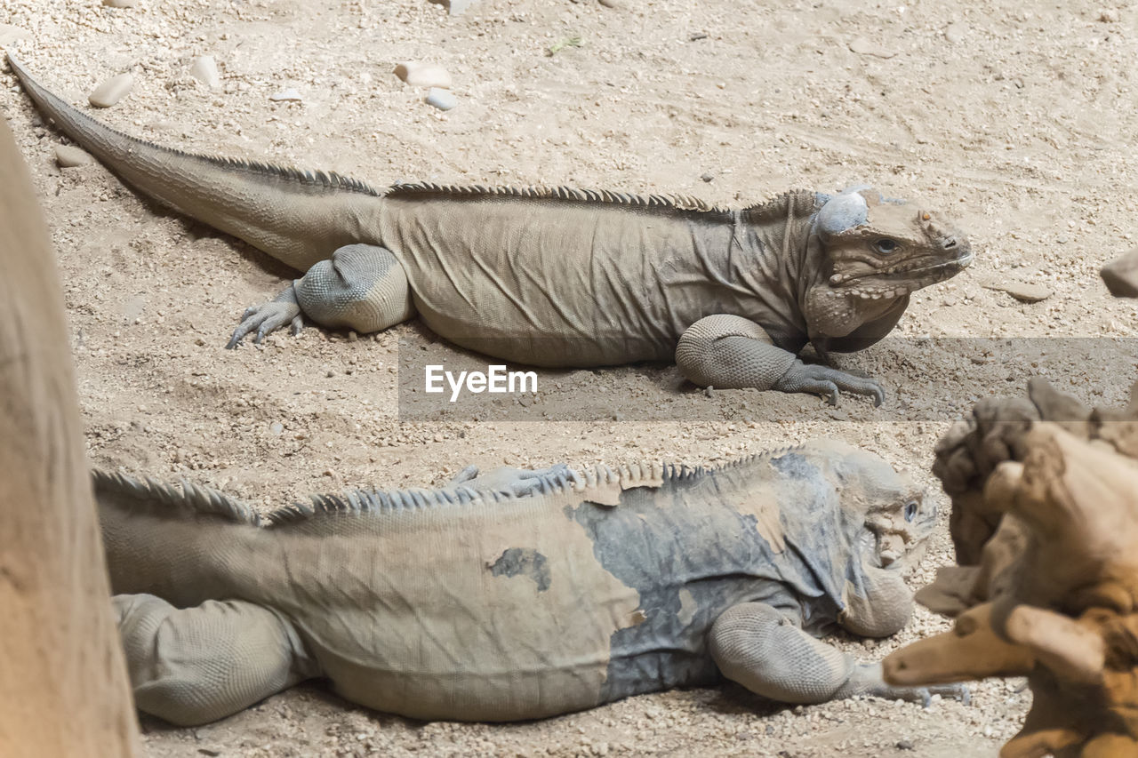 close-up of lizard on sand at beach