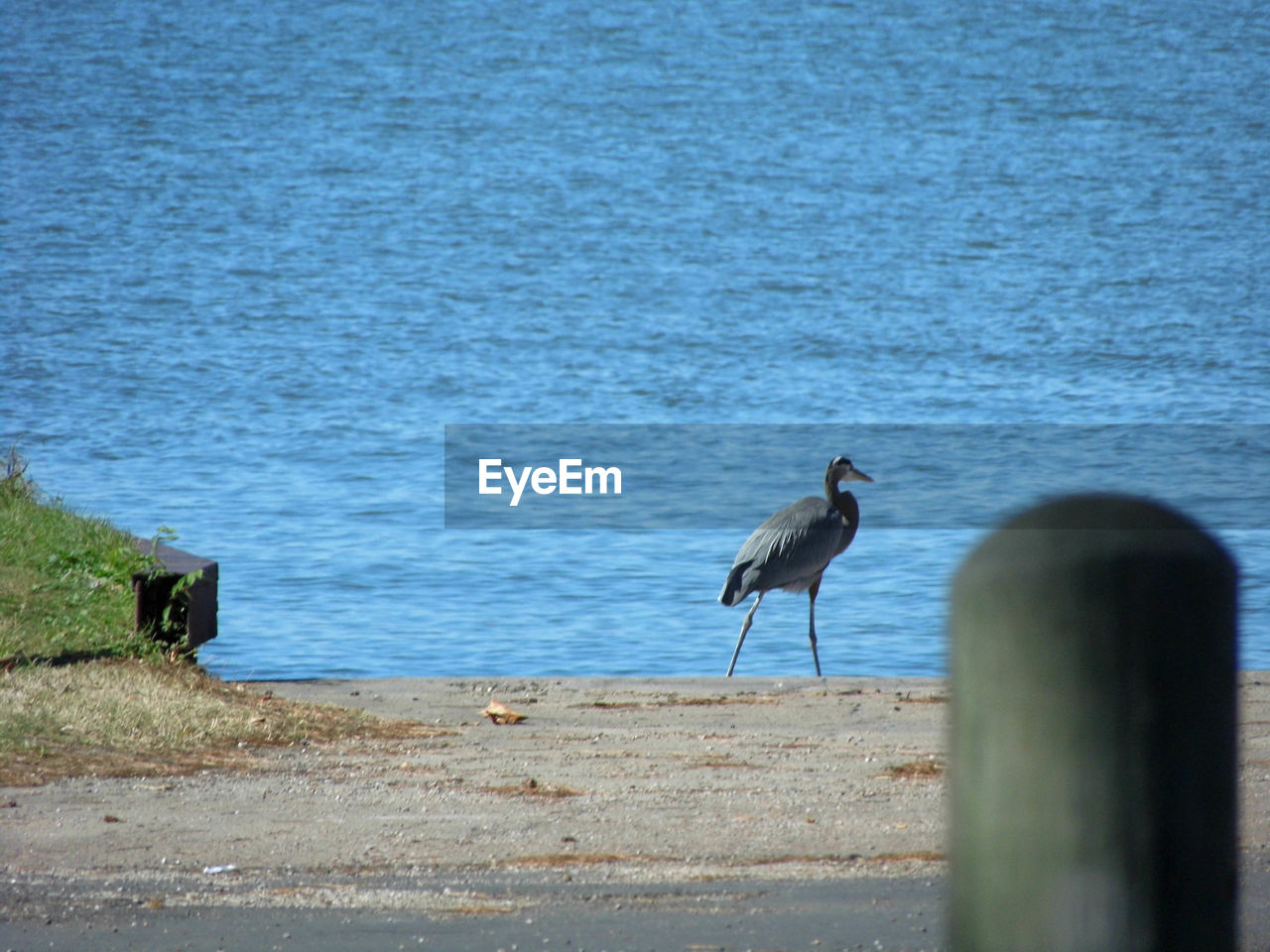 BIRD PERCHING ON SHORE