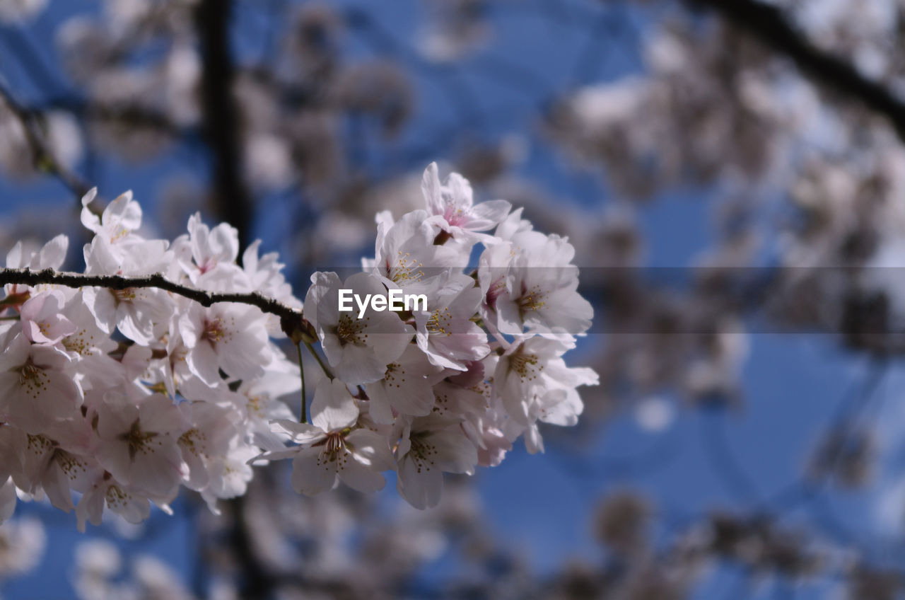 plant, flower, flowering plant, blossom, fragility, freshness, springtime, beauty in nature, tree, growth, branch, nature, cherry blossom, spring, close-up, white, day, focus on foreground, no people, petal, flower head, inflorescence, cherry tree, fruit tree, outdoors, low angle view, botany, sky, twig, almond tree, selective focus, produce, pink, pollen