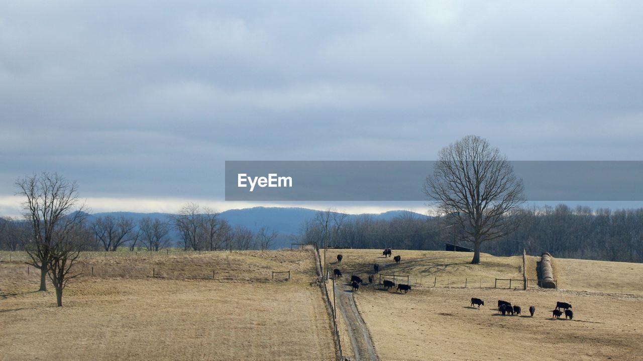 Bare trees on field against sky