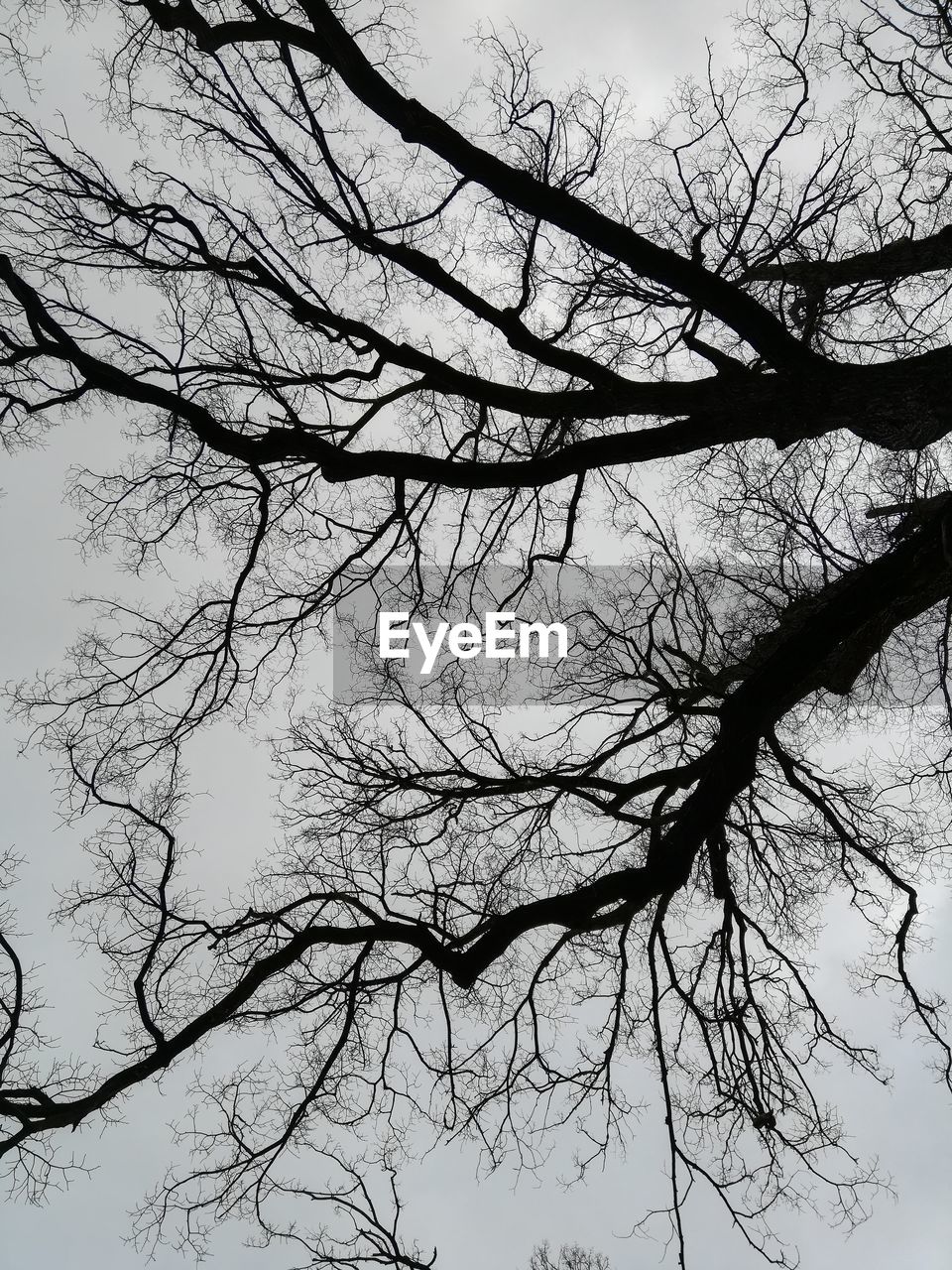 LOW ANGLE VIEW OF BARE TREE AGAINST SKY