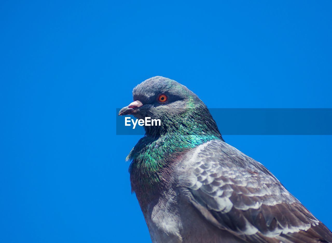 CLOSE-UP OF A BIRD