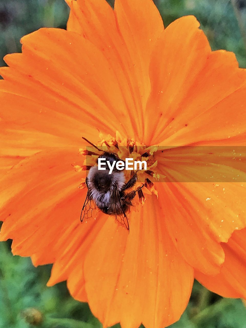 Close-up of pollenating bee insect on orange flower