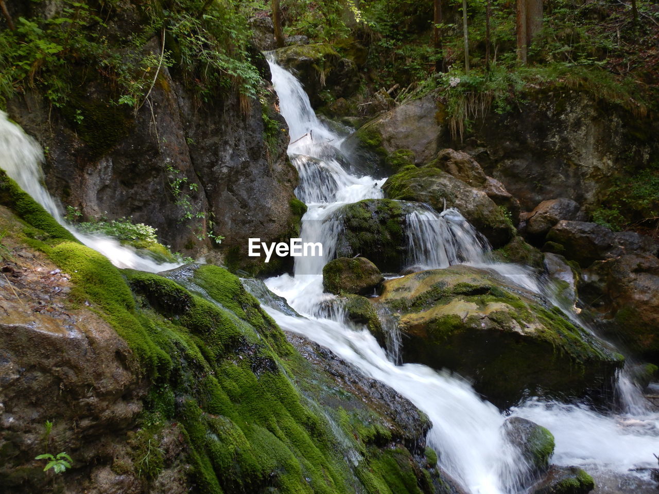 Scenic view of waterfall in forest