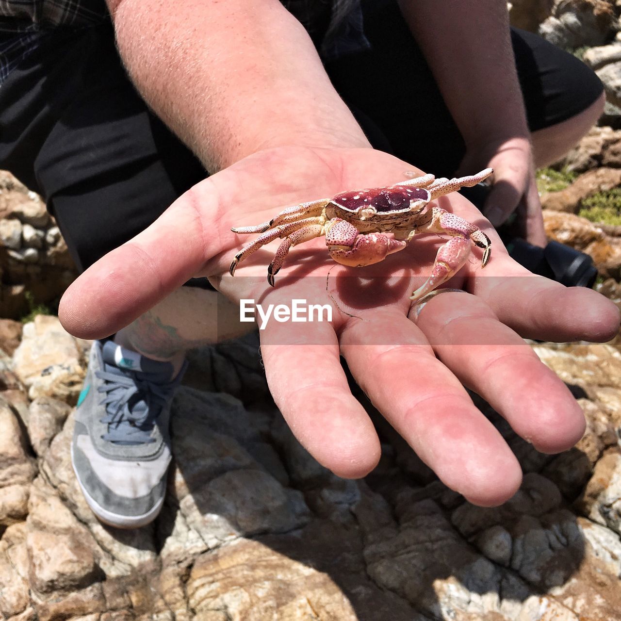 Close-up of crab on man hand